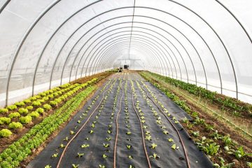 جانمایی، تهیه نقشه های اجرایی و محاسبات فنی سازه های گلخانه